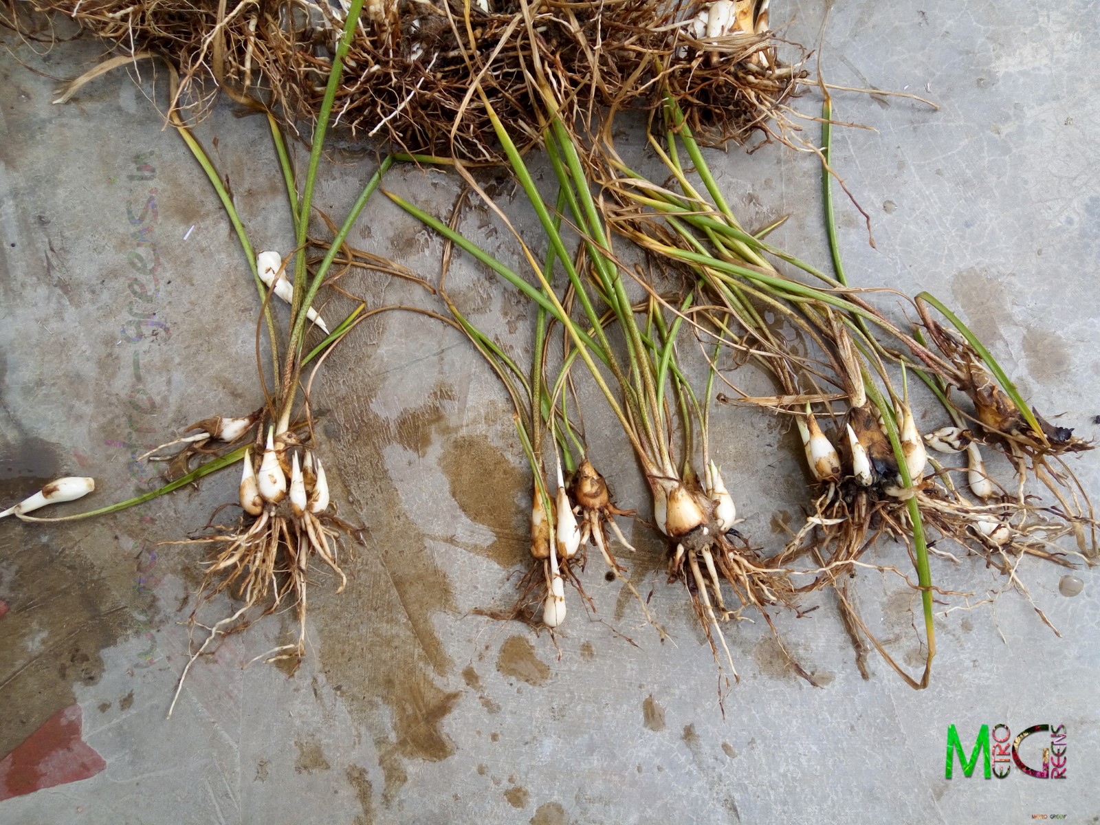 Metro Greens Journey Of A Plant Lover