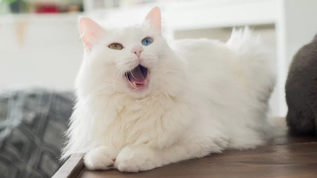 Turkish Anggora Cat Turkish Anggora Cat
