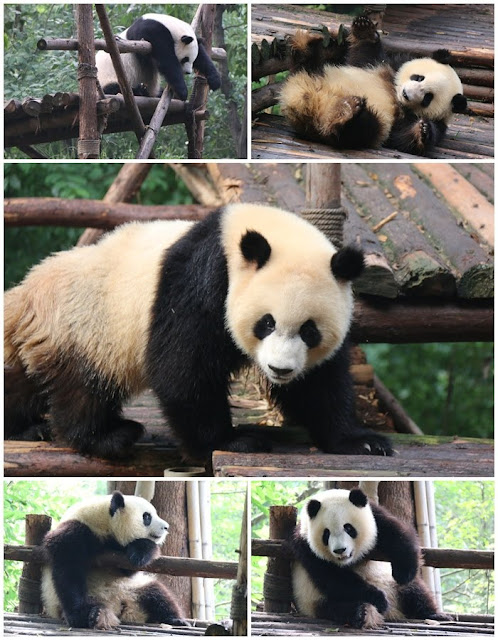 The typical panda behaviour of being playful, laziness and enjoyed rolling on the ground at Chengdu Panda Breeding Research Centre in Sichuan province of China The typical panda behaviour of being playful, laziness and enjoyed rolling on the ground at Chengdu Panda Breeding Research Centre in Sichuan province of China