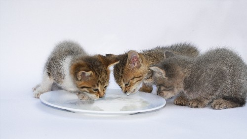 Top 5 Tips for a Healthy Cat Top 5 Tips for a Healthy Cat