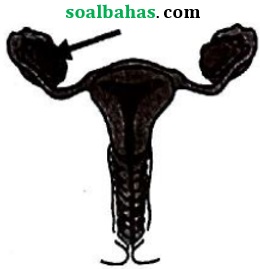 soal jawab ipa