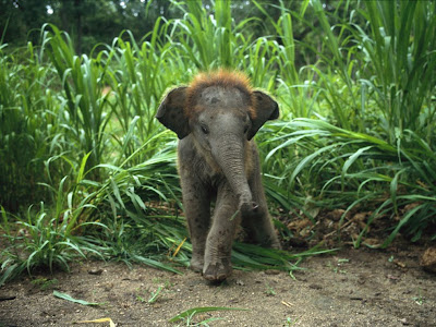 Bebé elefante asiático -  Baby asian elephant