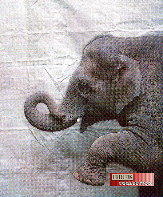 portrait de l'éléphant Sandri