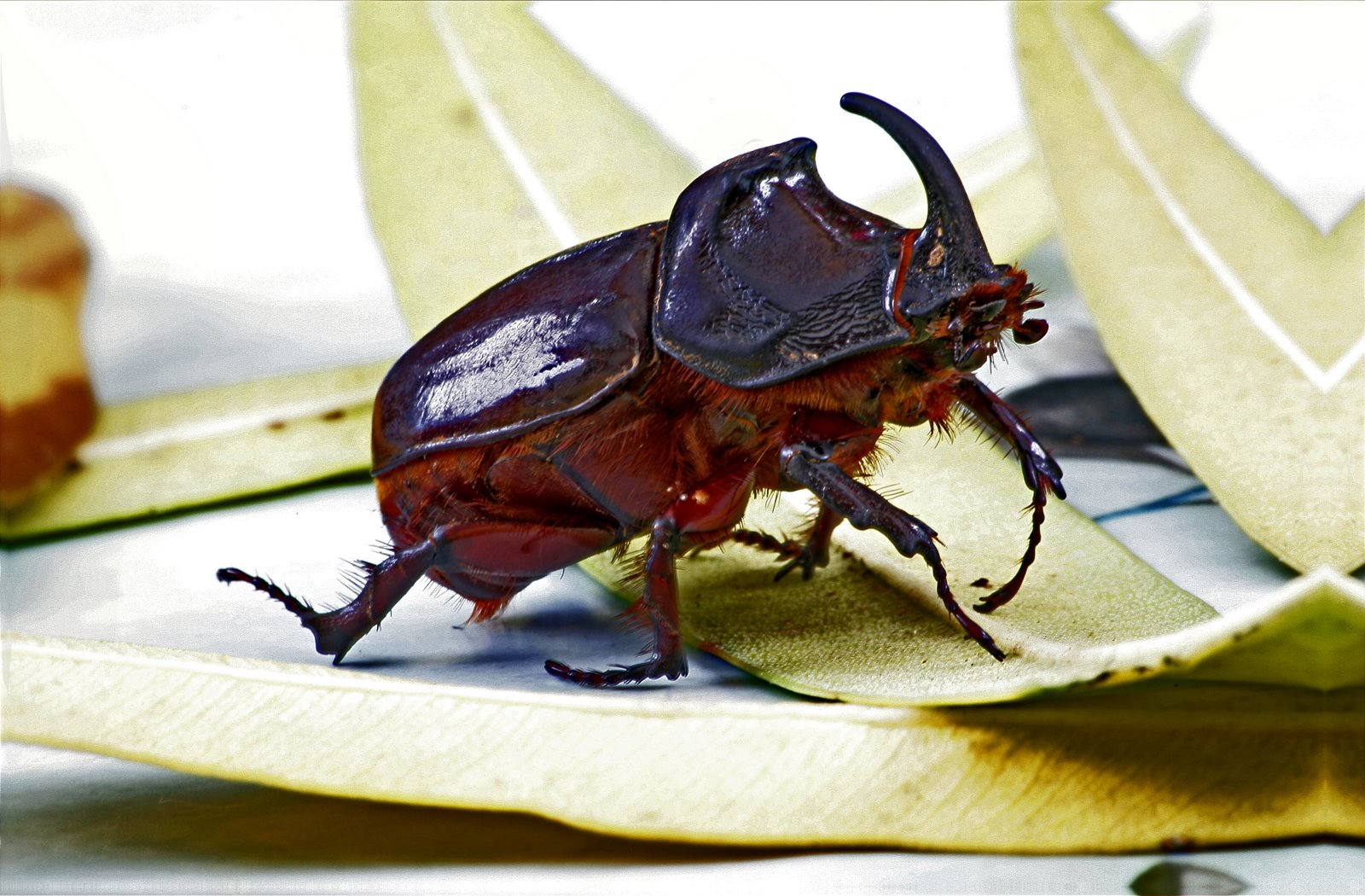 Gambar - Kumbang Bertanduk European