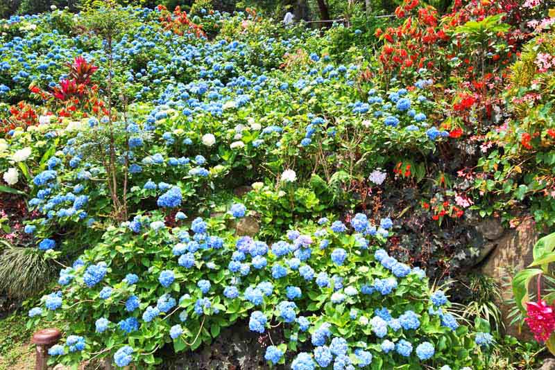 Ryukyu Life 15 Images From Yohena Hydrangea Gardens