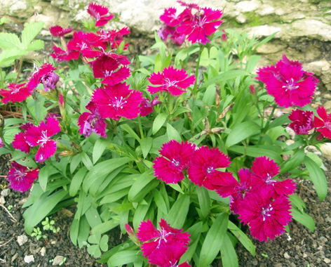 dianthus