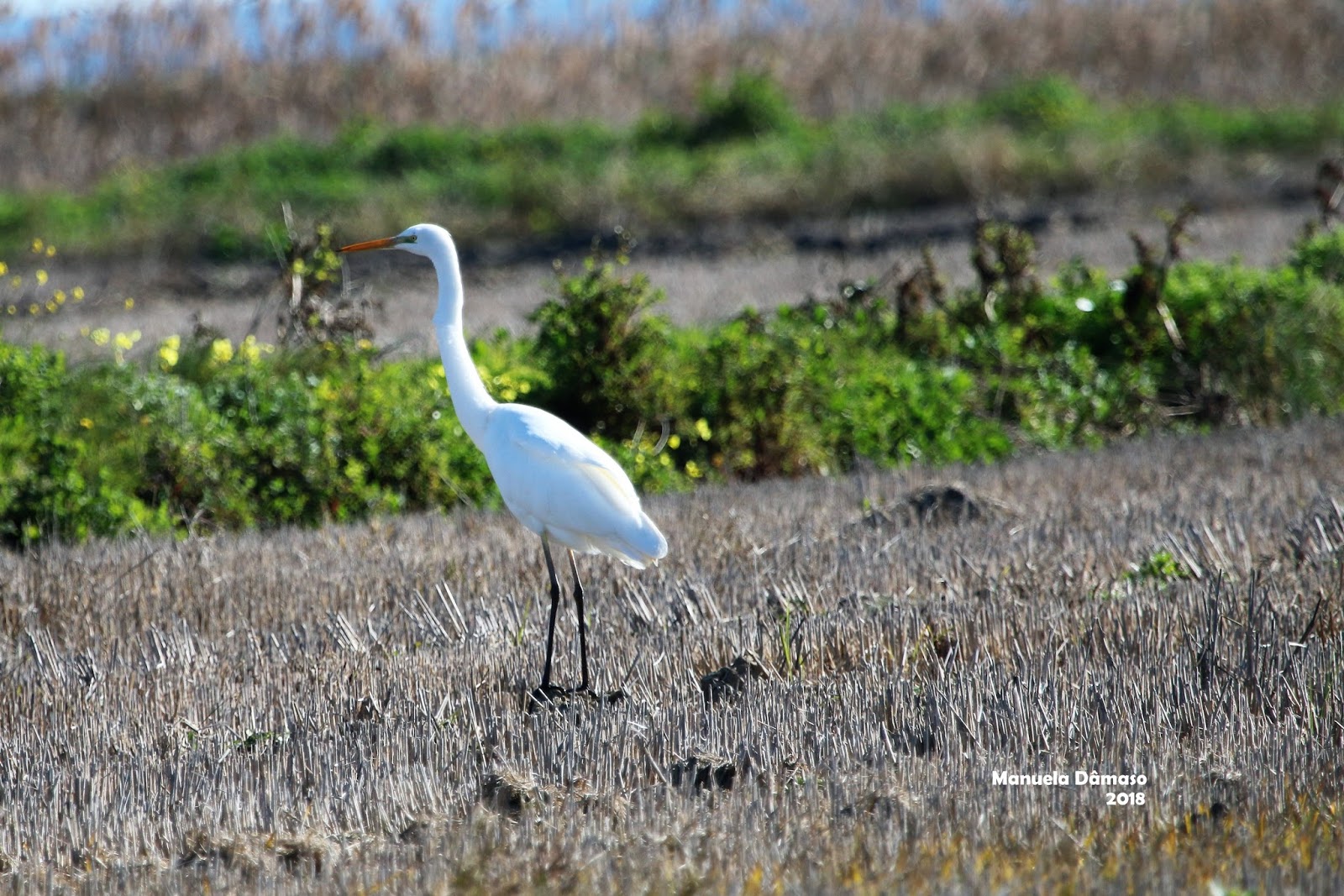 voando na natureza garça branca grande