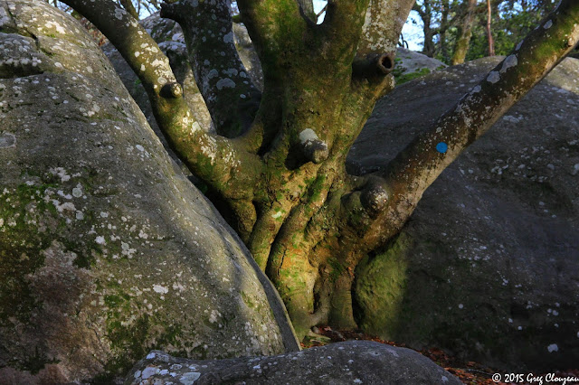 Hêtre remarquable du Bas Cuvier, Forêt Fontainebleau, (C) 2016 Greg Clouzeau Hêtre remarquable du Bas Cuvier, Forêt Fontainebleau, (C) 2016 Greg Clouzeau