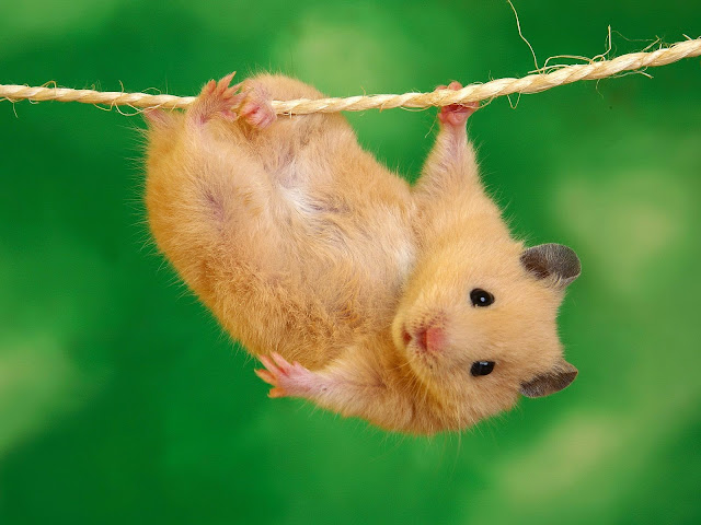 17878-Hamster On Rope Animal HD Wallpaperz