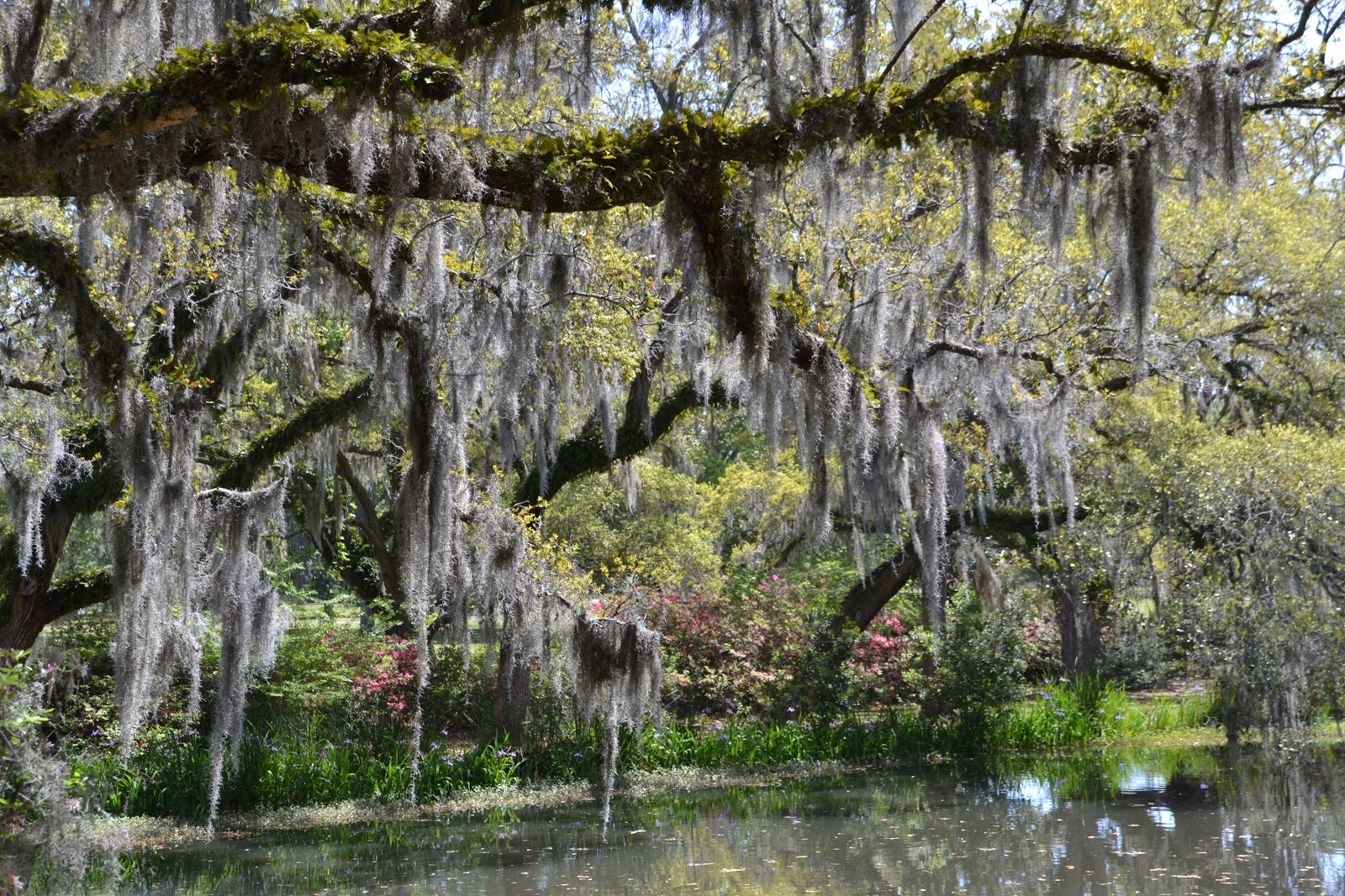 Elaine's Blogging World Myrtle Beach Spanish Moss Covered Trees