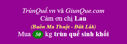 Trùn quế Buôn Ma Thuột