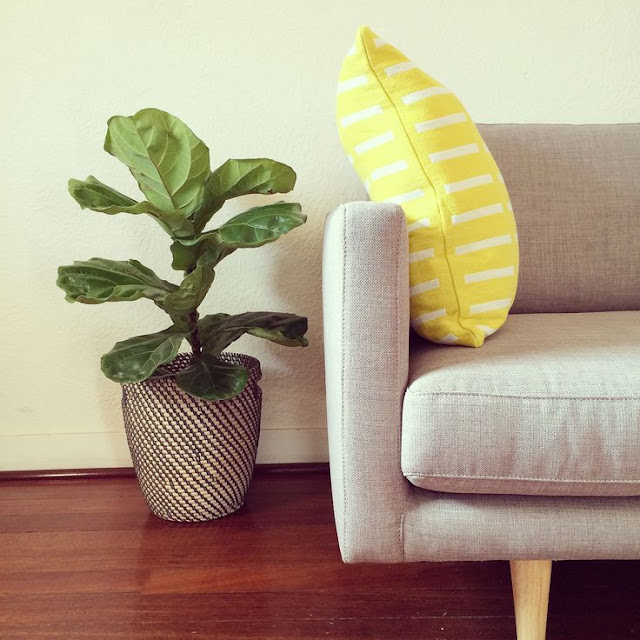 Ini Lah Cara Penjagaan Pokok Fiddle Fig Desainrumahid Idea Deko Pokok Ketapang Brazil Aka Ficus Lyrata Kongsi Senarai Ini