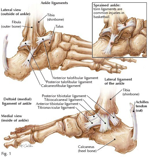 Anterior talofibular ligament - opmturbo
