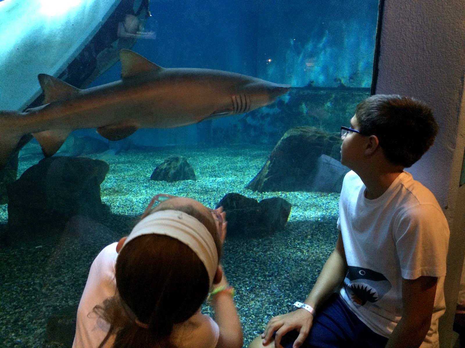 Evan and Lauren�s Cool Blog 8/15/16 Mystic Aquarium So