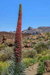 Tajinaste rojo, en el Parque Nacional de Las Cañadas del Teide (Tenerife) Tajinaste rojo, en el Parque Nacional de Las Cañadas del Teide (Tenerife)
