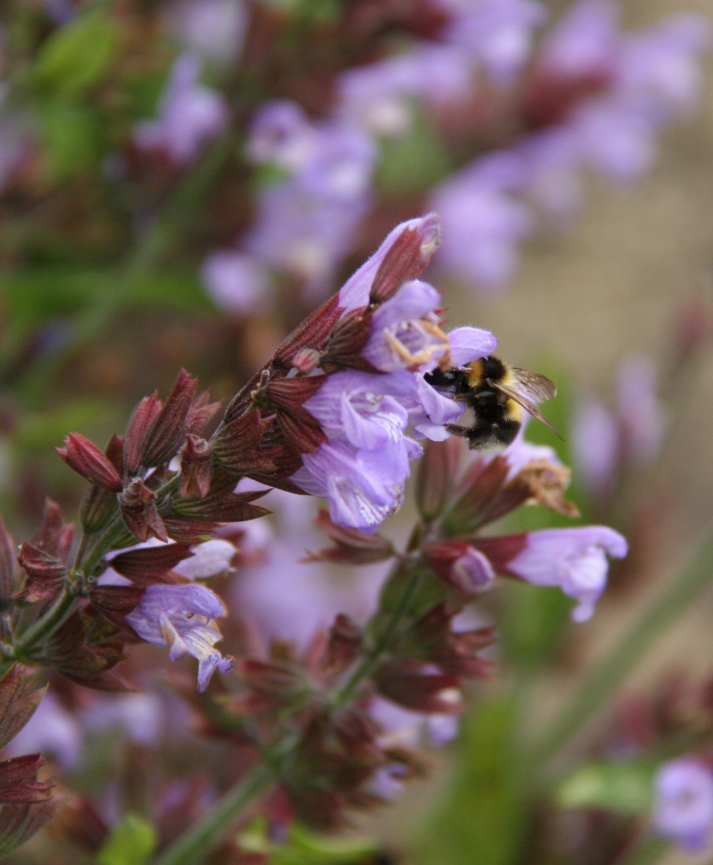 Pagus Soham Sage, oregano and lavender