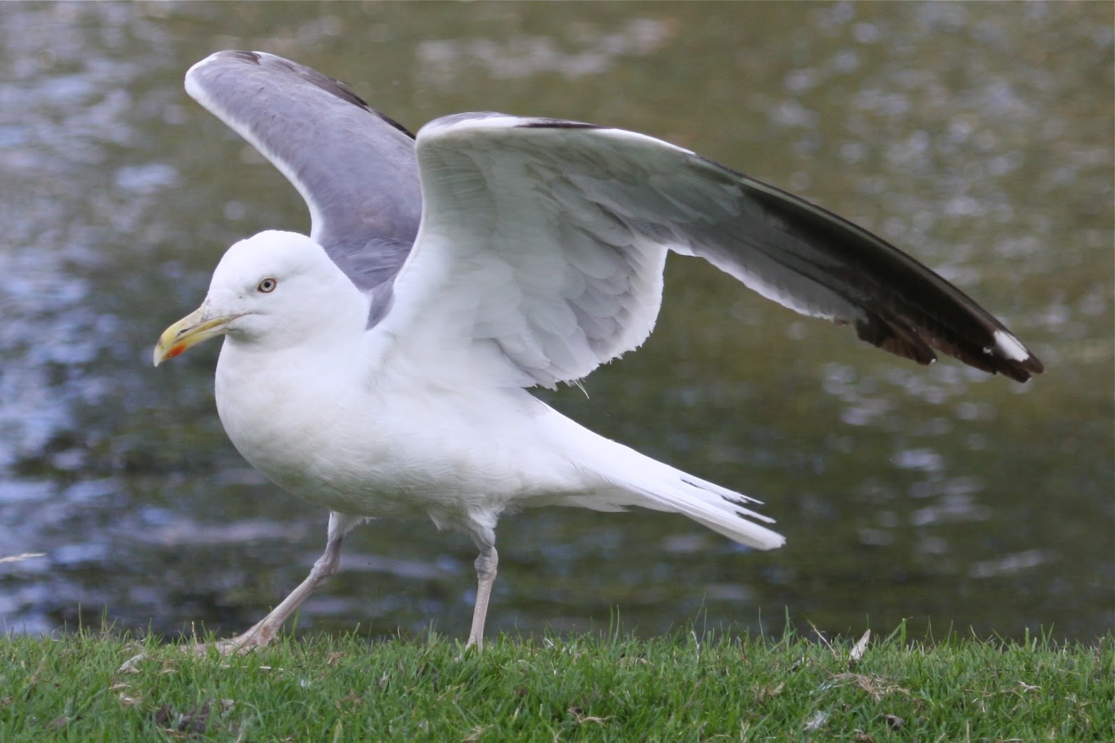 Two more Herring x LBB Gull hybrids this time at Musselburgh