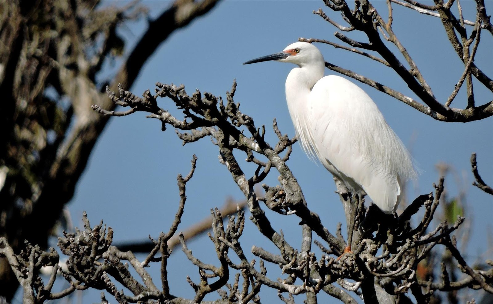 Birding for a Lark: Antananarivo's botanic gardens