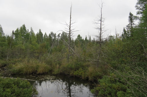 river with dead cedar