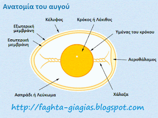 Αυγό (αβγό) - διατροφική αξία, χρήση, διαχείριση και ασφάλεια - από «Τα φαγητά της γιαγιάς» Αυγό (αβγό) - διατροφική αξία, χρήση, διαχείριση και ασφάλεια - από «Τα φαγητά της γιαγιάς»