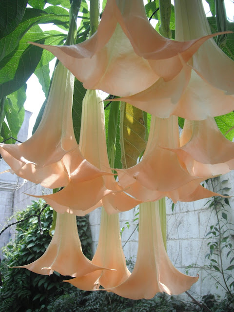angel's trumpets brugmansia Guatemala