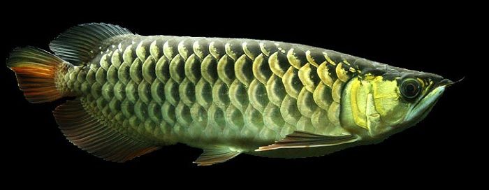 Gambar Arwana Golden Red jenis Super Highback Golden Arowana