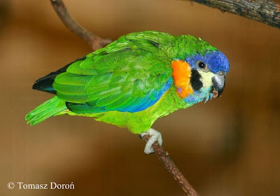 Blue fronted fig parrot