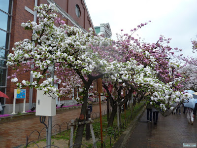 市原虎の尾 市原虎の尾