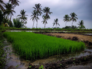 Rice Seedling Growing In The Rainy Season At The Rice Field, Banjar Kuwum, Ringdikit Village, North Bali, Indonesia