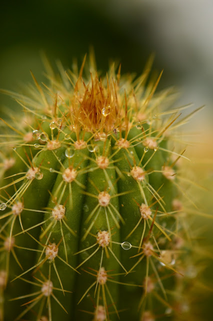 garden bloggers foliage day, gbfd, raindrops, photography, amy myers, desert garden, small sunny garden, cactus, trichocereus, spachinanus