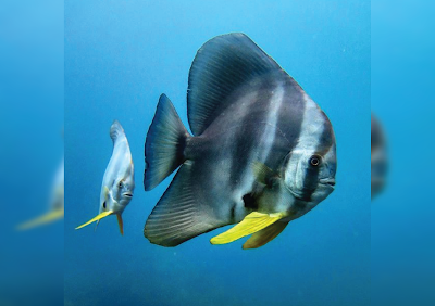 Bentuk Fisik Longfin Batfish