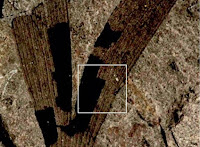 http://sciencythoughts.blogspot.co.uk/2014/05/traces-of-insect-oviposition-on-ginko.html