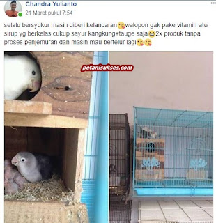 pakan lovebird agar cepat birahi dan kawin pakan lovebird agar cepat birahi dan kawin