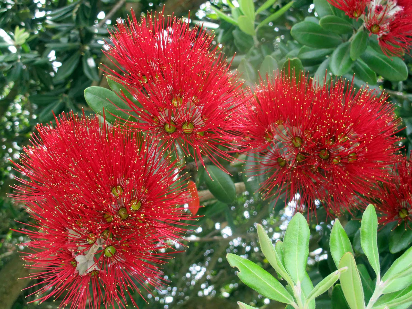 Shoot and Eat Pohutakawa ( The New Zealand Christmas Tree)