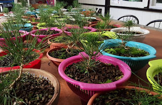 coladores de pinos engordando para bonsai en curso de bonsai en bilbao Bonsai center sopelana