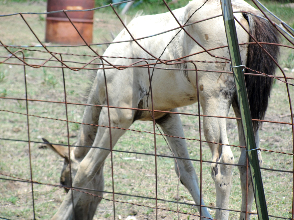 Little Lovables Horses are our Friends