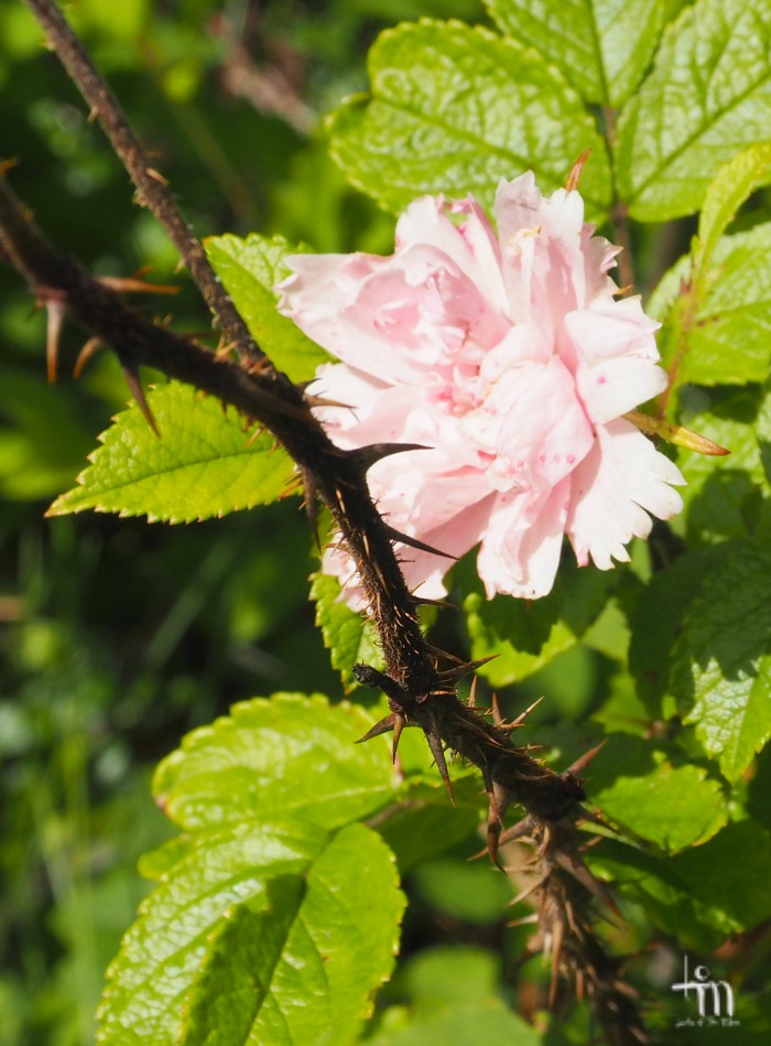 vaaleanpunainen ruusu - pink rose