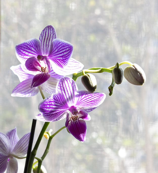 Orchids