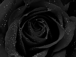 rose desktop wallpapers roses background bing alone everything something different