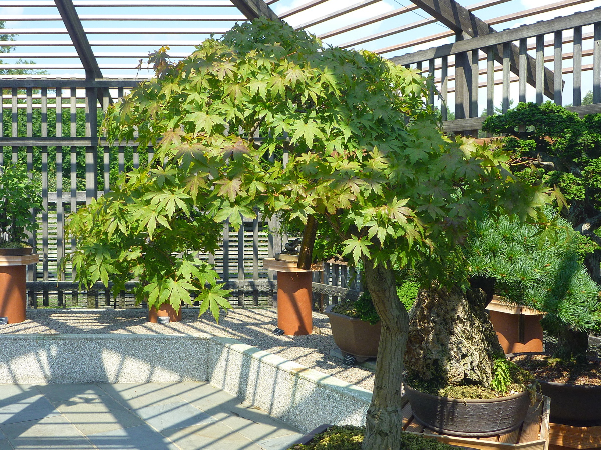 Trailing Ahead Trails, trees and tranquility the Arnold Arboretum has it all