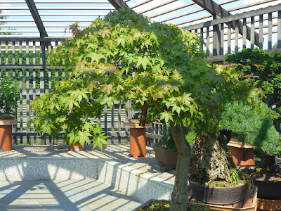 Japanes maple (Acer palmatum) in the Larz Anderson Bonsai Collection Japanes maple