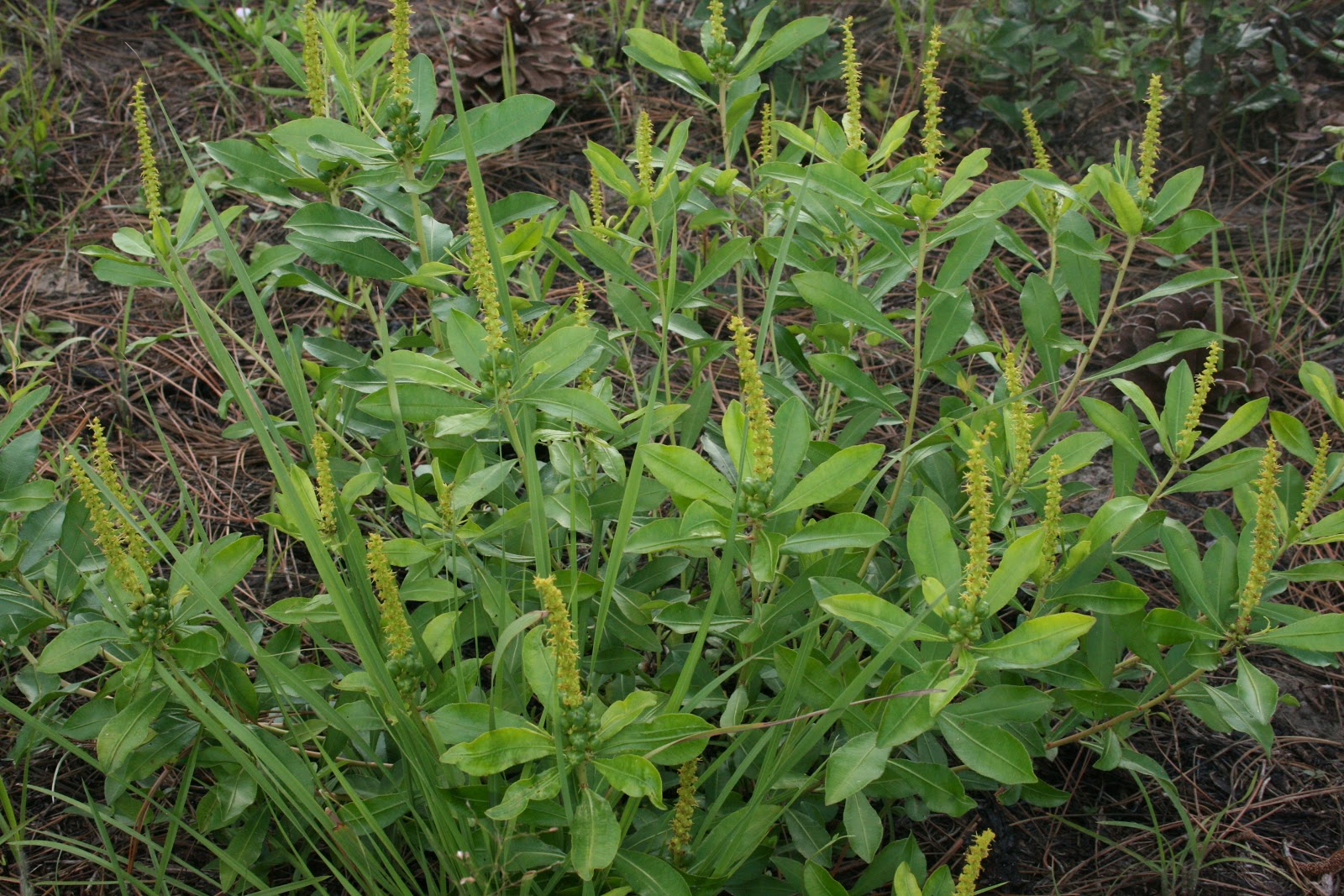 Native Florida Wildflowers Queen's Delight Stillingia sylvatica