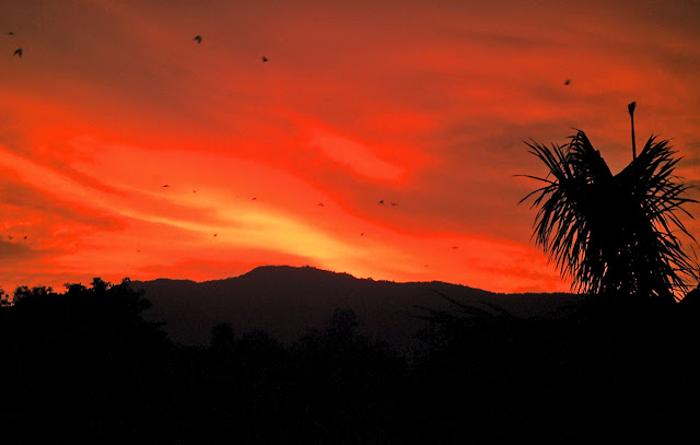 desktop wallpaper of a dark red sky with silhouetted trees and hills