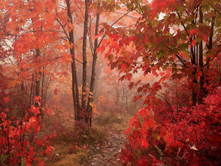 nature fall picture beautiful red forest background wallpaper for laptop desktop