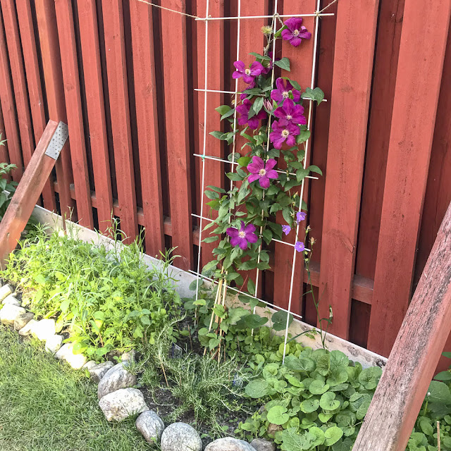 frösådder, klematis frösådder, klematis