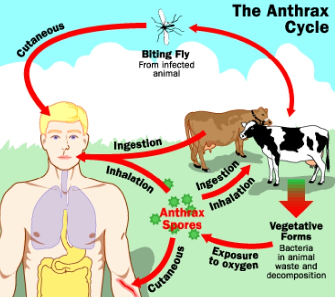 Definition Of Endemic Disease And Examples