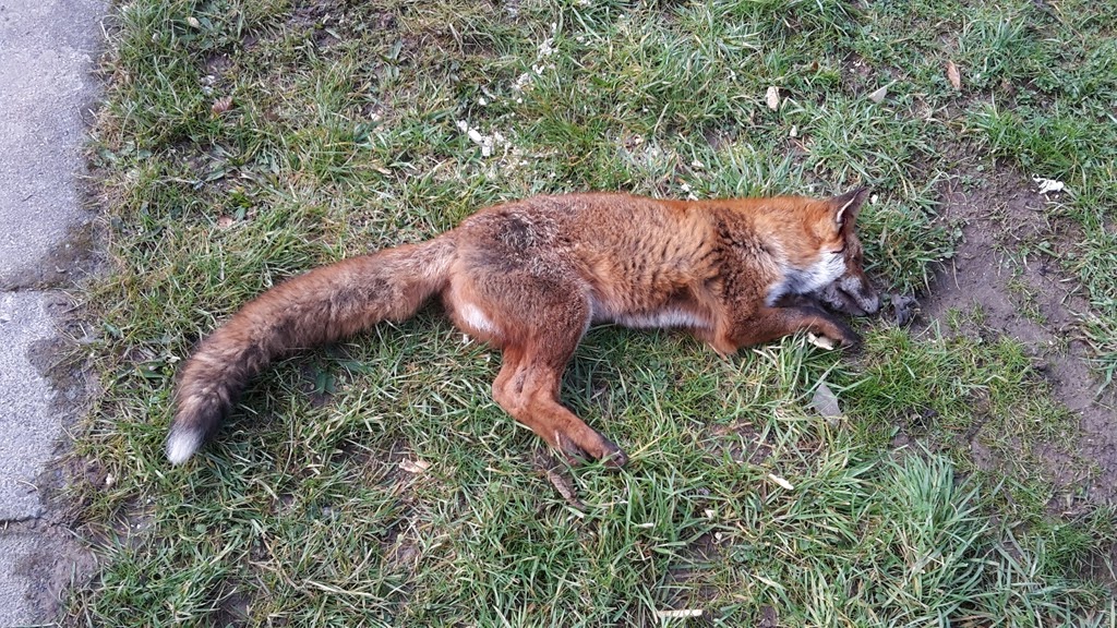 An English Homestead Fox