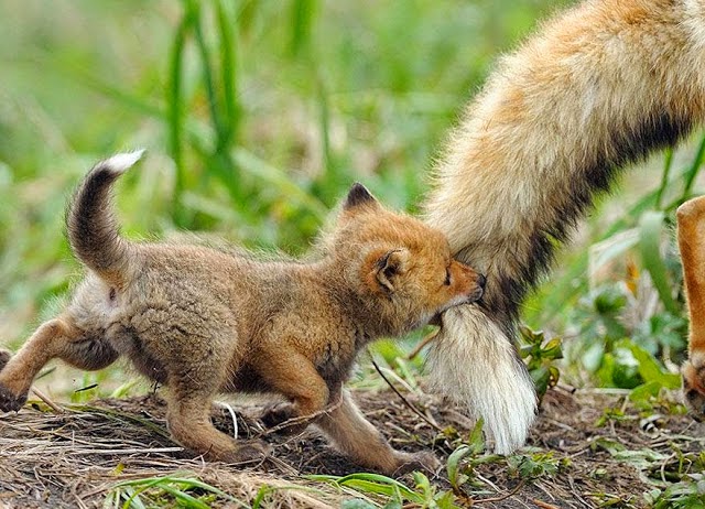 6. These 11 Photos Will Make You Fall In Love With Foxes 6. These 11 Photos Will Make You Fall In Love With Foxes