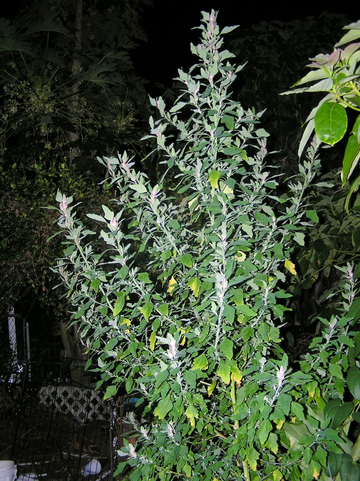 John Starnes' Urban Farm The Magenta Spreen lambs quarters that I got seeds of from ROOTS and