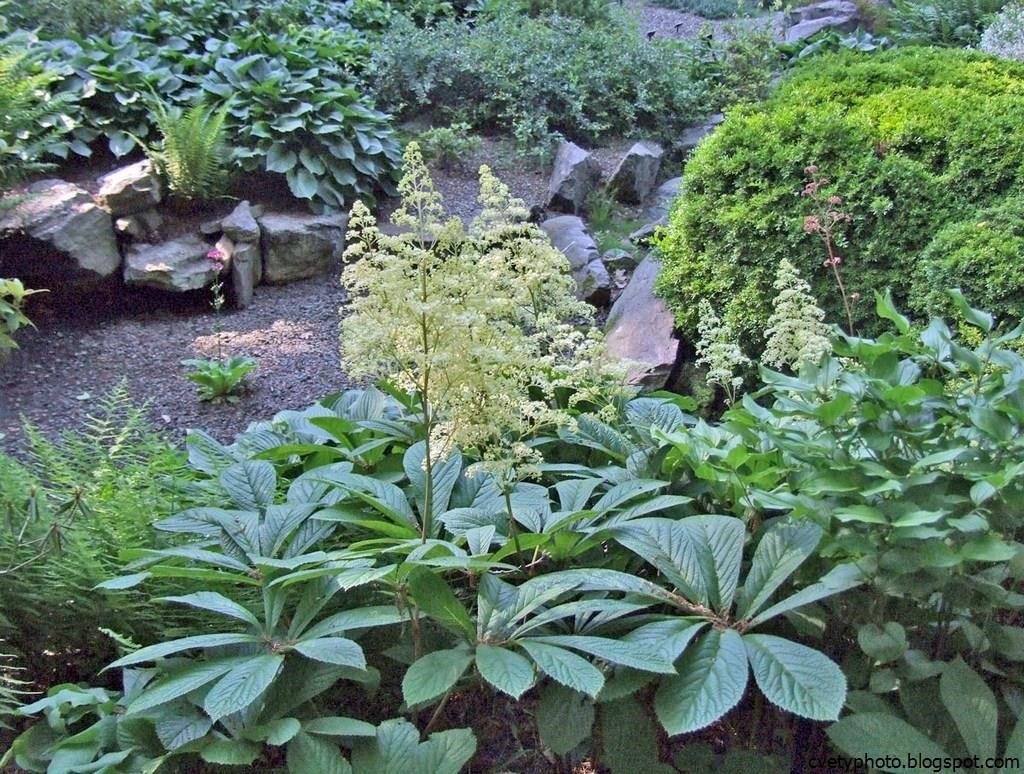 Многолетние теневыносливые растения для сада фото и названия